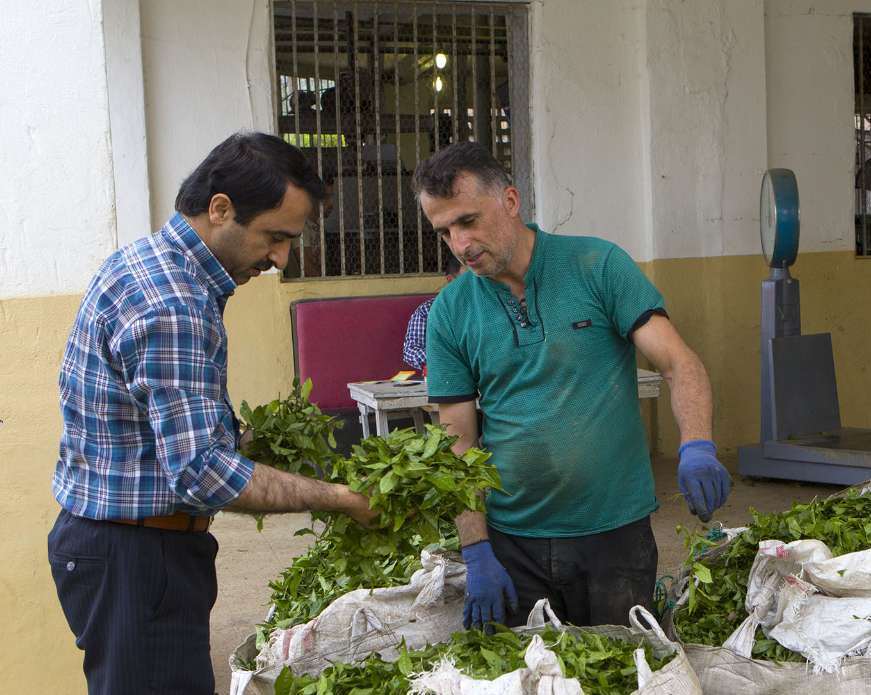 پرداخت بخشی دیگر از مطالبات چایکاران شمالی  